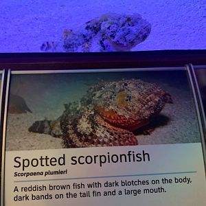 Spotted Scorpionfish (Scorpaena plumieri)