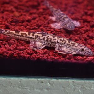 Vietnamese Giraffe Loach (Annamia sp. 'Vietnam')