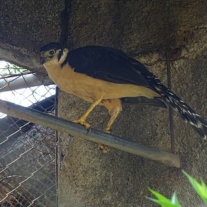 Zoológico Nacional de Nicaragua: Collared forest falcon (Micrastur semitorquatus)
