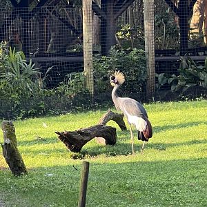 Black Crowned Crane