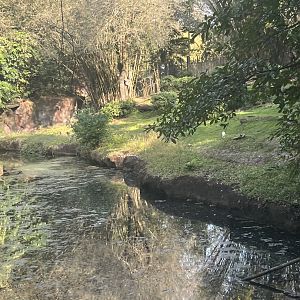 Okapi/Yellow-Backed Duiker Exhibit (Kilimanjaro Safaris)