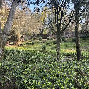 Okapi/Yellow-Backed Duiker Exhibit (Kilimanjaro Safaris)