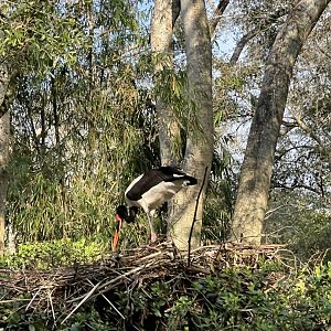 Saddle-Billed Stork in its nest