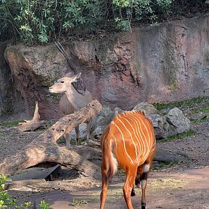 Bongo and Greater Kudu