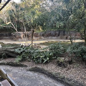 Hippopotamus/Pink-Backed Pelican Exhibit 1