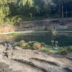 Hippopotamus/Pink-Backed Pelican Exhibit 1