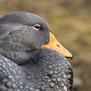 Fuegian steamer duck