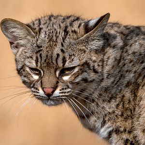 Geoffroy's cat