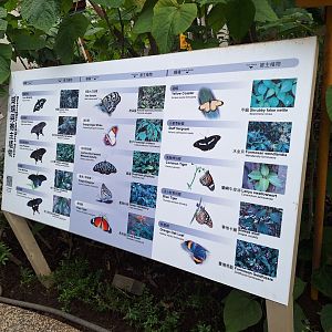 Butterfly Signage- Insectarium