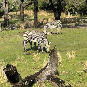 Mountain Zebras