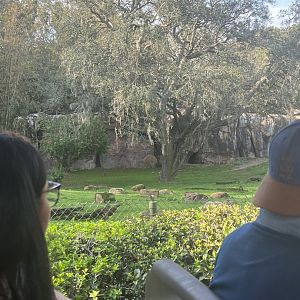 African Wild Dog Exhibit