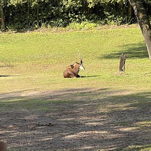 Sable Antelope