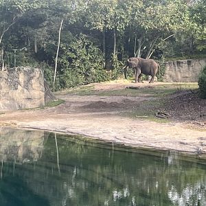 African Elephant Exhibit 1