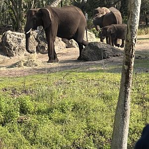 African Elephants