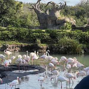 Greater Flamingo Exhibit