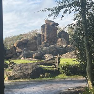 Lion Exhibit