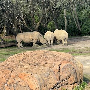 White Rhinoceroses
