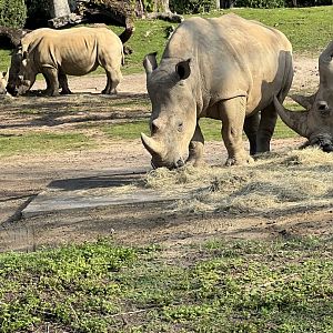 White Rhinoceroses