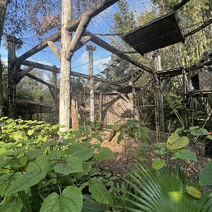 Angolan Colobus Exhibit