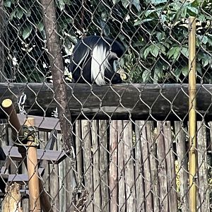Angolan Colobus