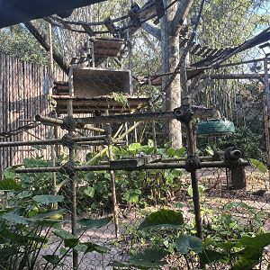 Angolan Colobus Exhibit