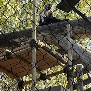 Angolan Colobus
