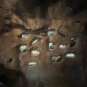 Naked Mole Rat Exhibit