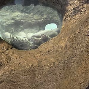 Naked Mole Rats