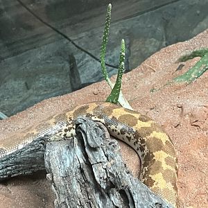 Kenyan Sand Boa