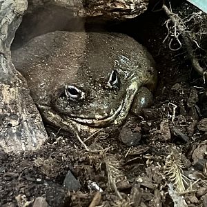 African Bullfrog