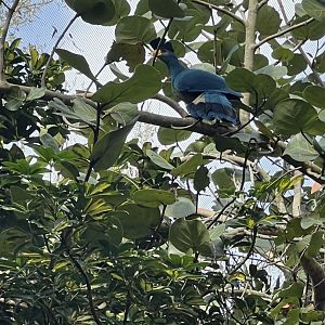 Great Blue Turaco