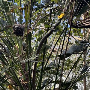 Taveta Golden Weavers