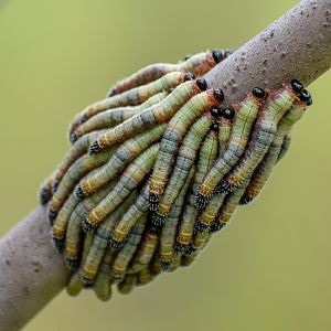 sawfly larvae