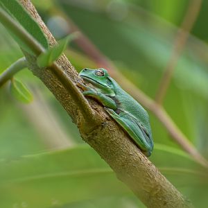 Australian Green Tree Frog