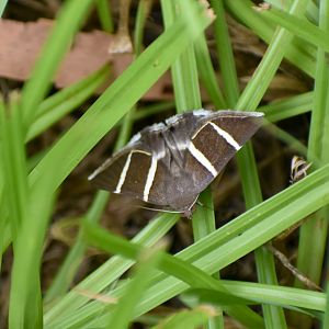 Plain Box-Owlet Grammodes justa