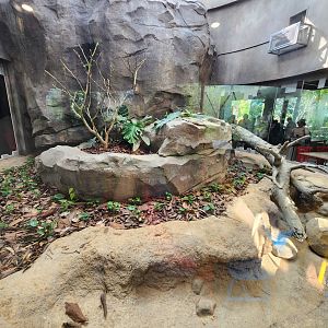 Rainforest Wild Asia- Sentinel foodhall exhibit