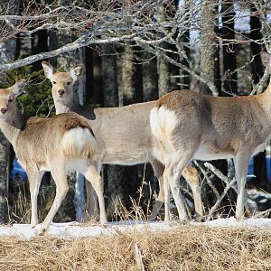 Hokkaido Sika Deer (Cervus nippon yesoensis)