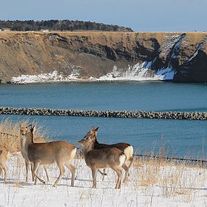 Hokkaido Sika Deer (Cervus nippon yesoensis)