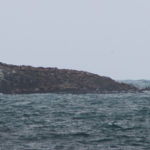 Steller's Sealions (Eumetopias jubatus)