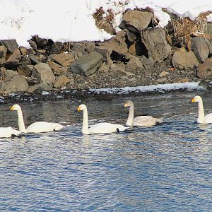 Whooper Swans (Cygnus cygnus)