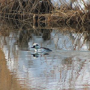 Smew (Mergellus albellus)