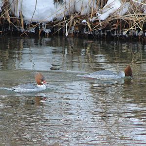 Common Mergansers (Mergus merganser)