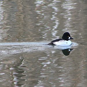 Common Goldeneye (Bucephala clangula)