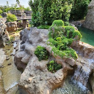 Rainforest Wild Asia- Malayan Tiger