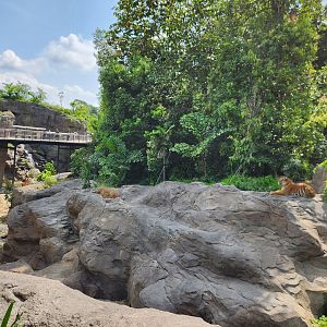 Rainforest Wild Asia- Malayan Tiger