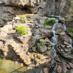 Rainforest Wild Asia- Malayan Tiger