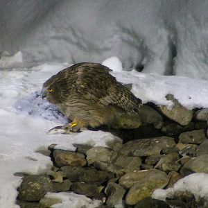 Blakiston's Fish Owl (Ketupa blakistoni)