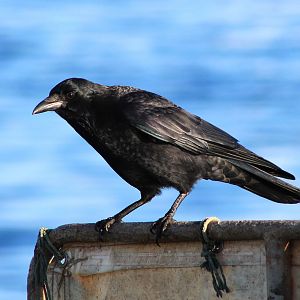 Carrion Crow (Corvus corone)