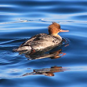 Red-breasted Merganser (Mergus serrator)