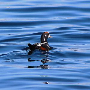 Harlequin Duck (Histrionicus histrionicus)